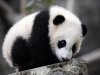 cute-panda-wallpaper[1].jpg