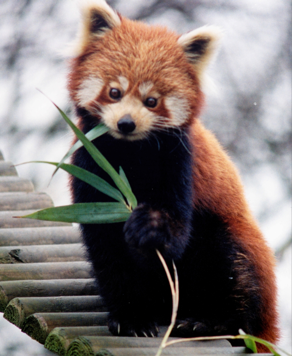 Ailurus_fulgens_RoterPanda_LesserPanda.jpg