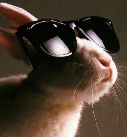 big_9242_lapin-lunettes-01_1_.jpg