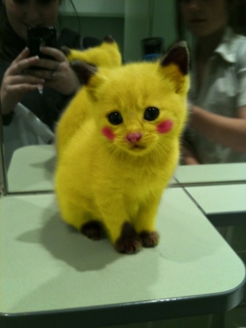 chat-pikachu-pokemon-480x640.jpg