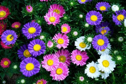 110492-424x283-Chinese-aster.jpg