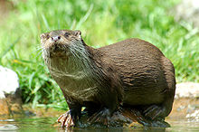 220px-Loutre2.jpg