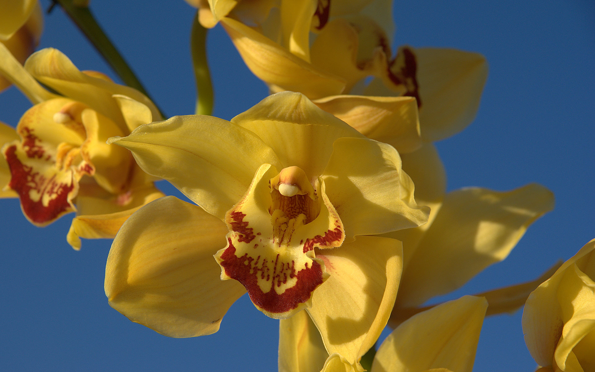 orchid-wallpaper-cymbidium-04218.jpg