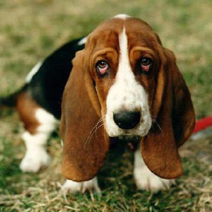 perro-basset.jpg